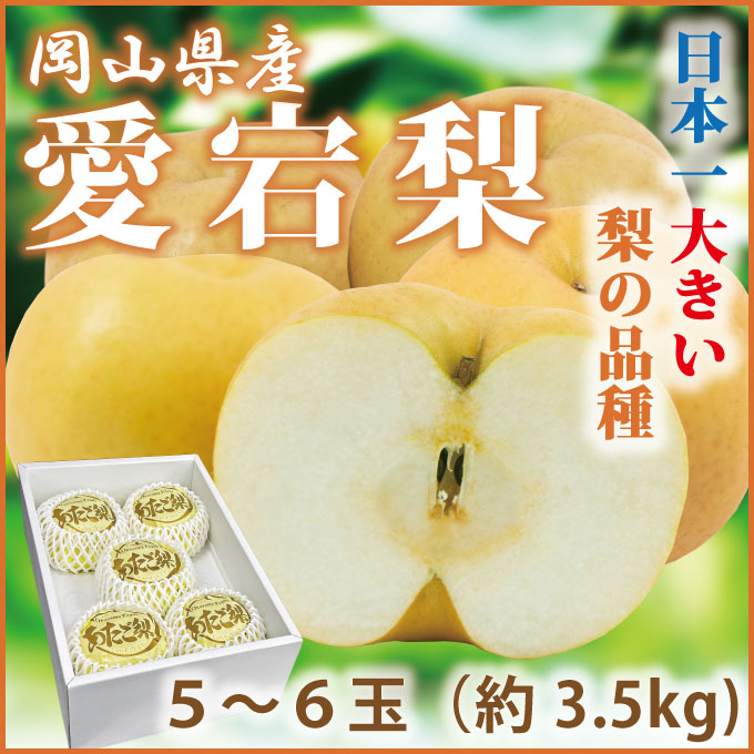 愛宕梨 5～6玉約3.5kg