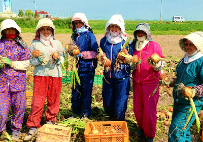 2013年 国産玉葱の契約取引がスタートしました｜因島・諫早の産地をご紹介