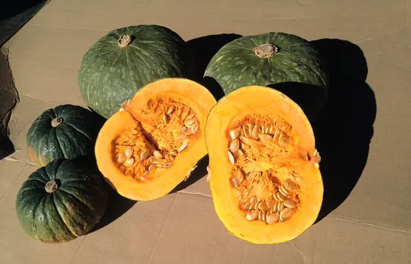 南瓜の新しい品種「りょうおもい」を紹介します