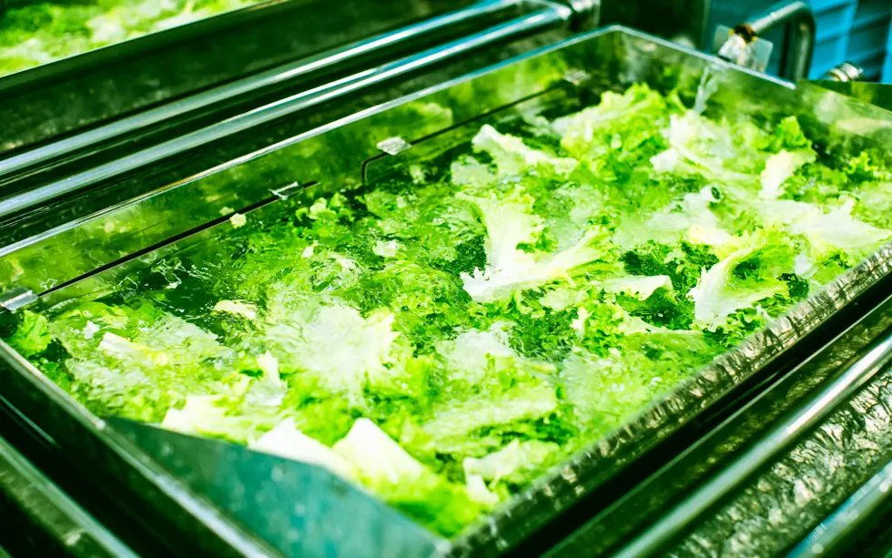 ISO22000の更新審査を終えたカット野菜工場で洗浄されているレタス
