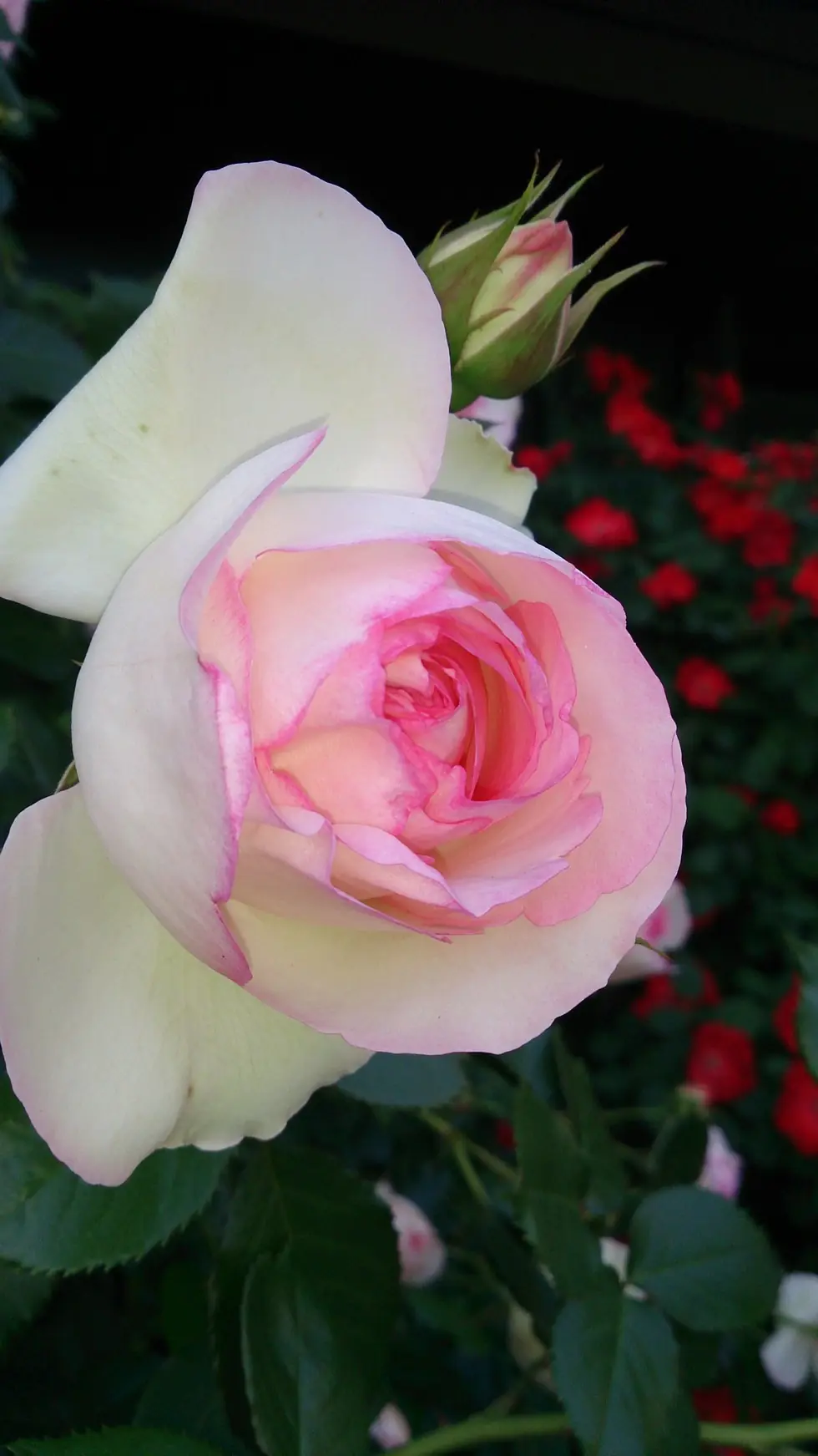 営業本部にピンクのバラが咲きました！