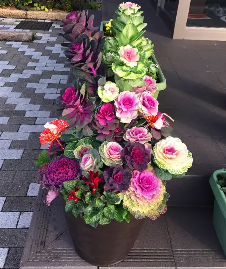 一年の締めくくりに、華やかな植物を