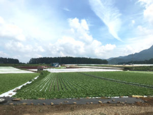 長野県川上村へ：丸西産業株式会社様　圃場視察レポート