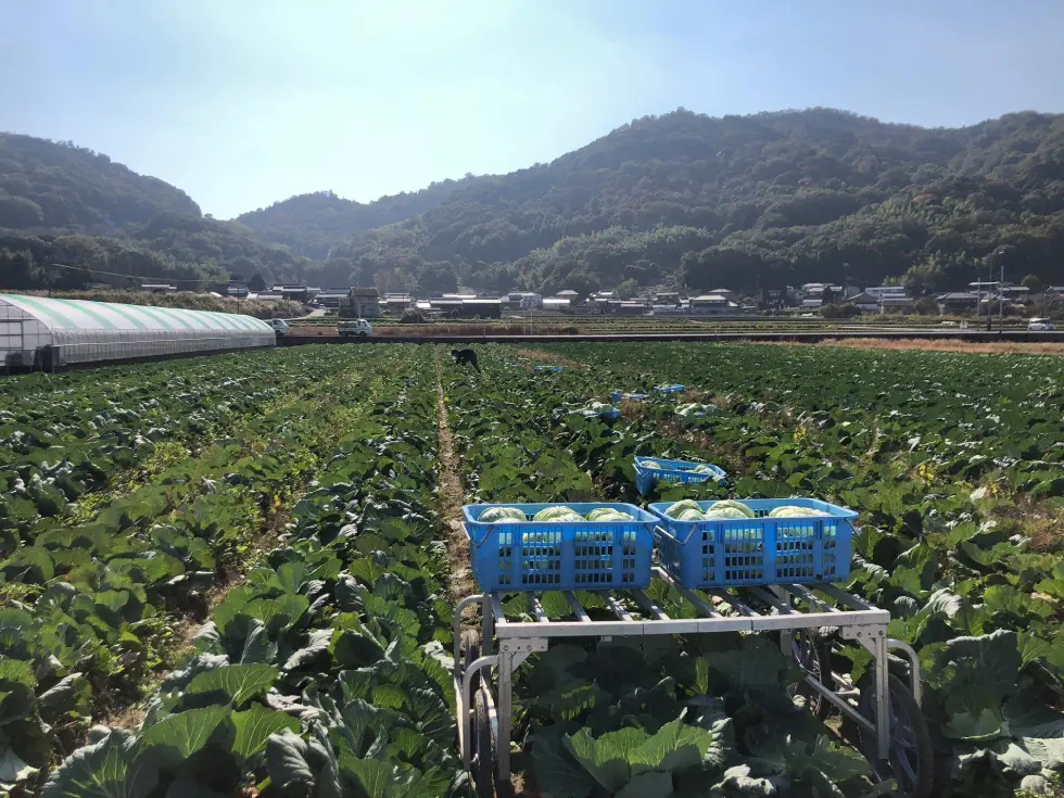 クラカアグリのキャベツ圃場