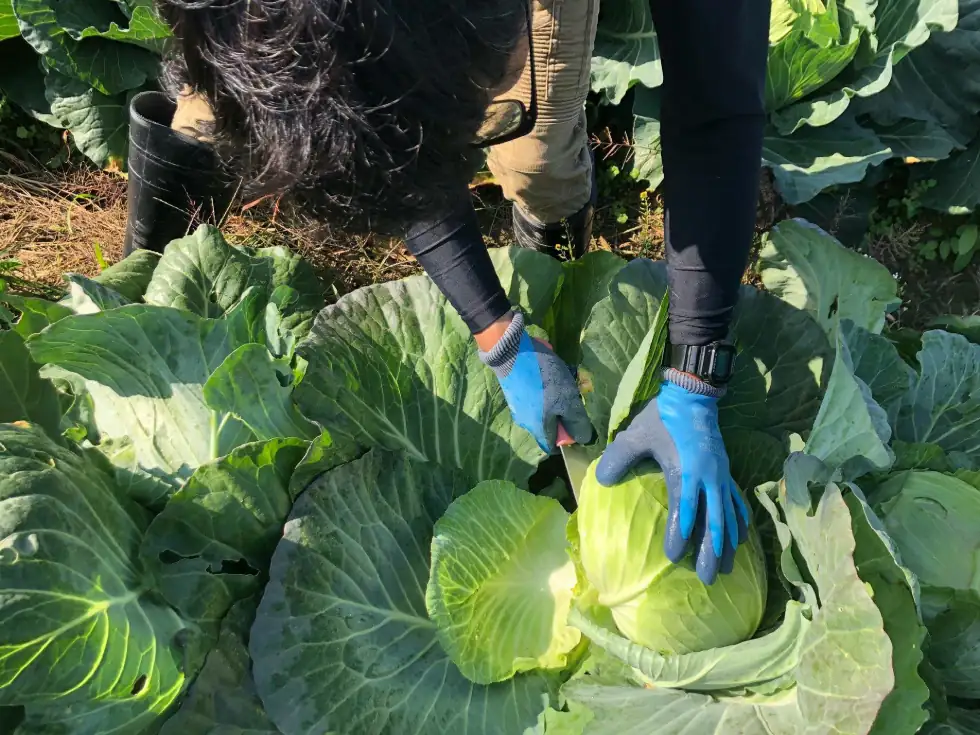 キャベツ収穫中