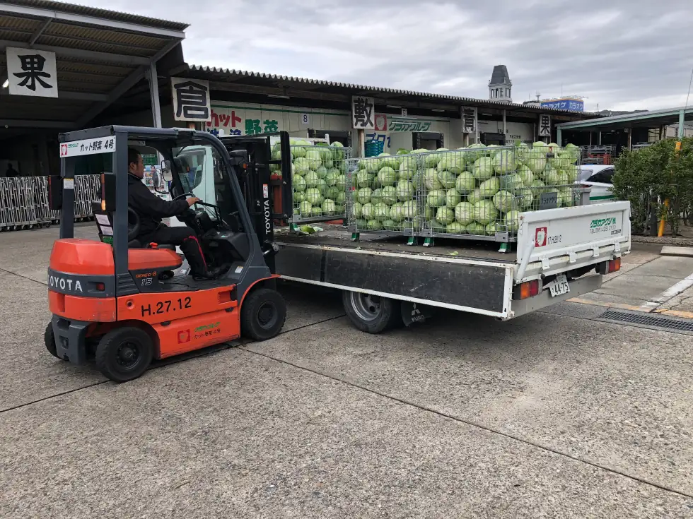 倉敷青果へ入荷したキャベツ