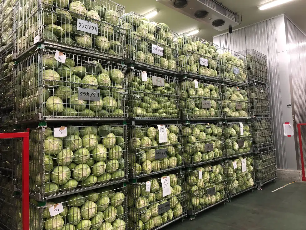 貯蔵施設へ移動したキャベツ