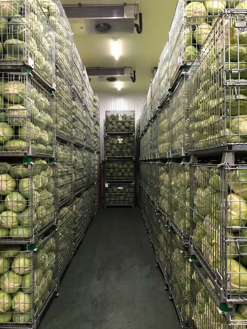 貯蔵施設のキャベツ