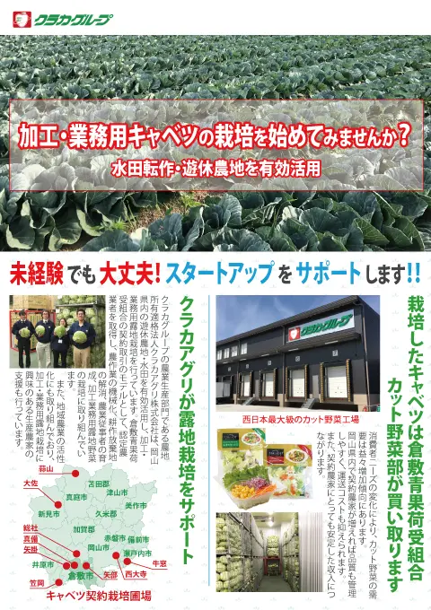 加工・業務用キャベツの栽培を始めてみませんか