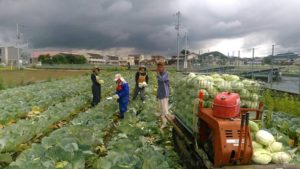 岡山県産野菜生産・利用拡大協議会キャベツ収穫