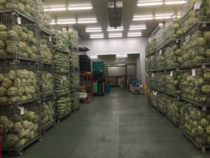 加工・業務用キャベツの出荷の最盛期