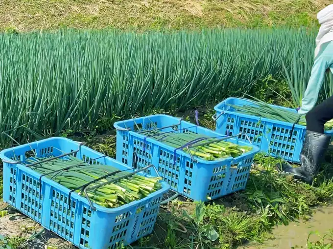 青ねぎ収穫風景
