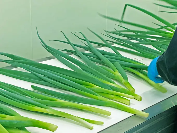 青ねぎ皮むき中