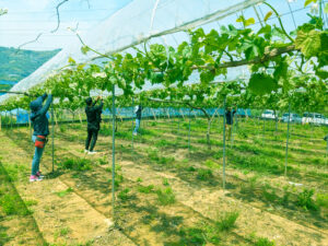 岡山県総社市にあるシャインマスカット、ピオーネ、オーロラブラックの生産農家「山雅ファブリカン」へ訪問させていただきました