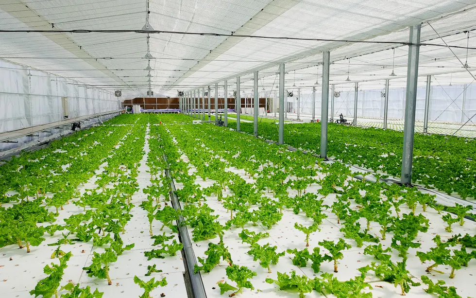 徳島市の水香園のサンチュ栽培ハウス