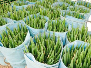 JA全農とっとり、およびJA全農とっとり中央管内を訪問しました