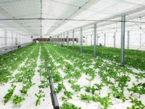 徳島県徳島市の「サンチュ」生産者、水香園様を訪問しました