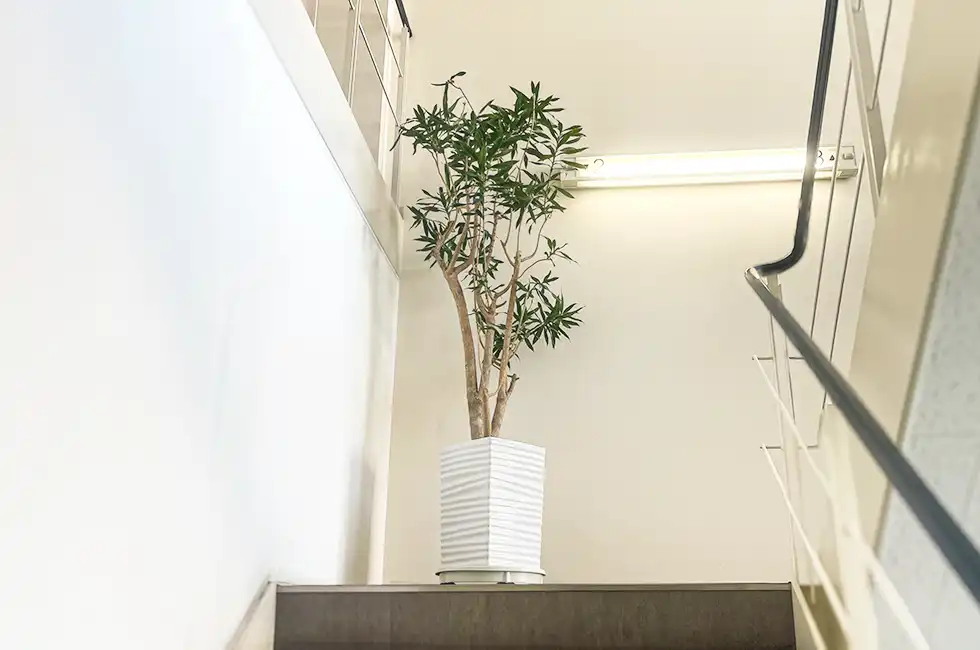 階段踊り場の植物
