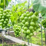 フルーツギフト生産者訪問ぶどう編