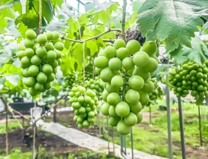 フルーツギフト生産者訪問ぶどう編