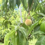 岡山県総社市の桃生産者「窪津真果園」を訪問しました