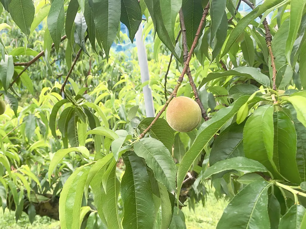 岡山県総社市の桃生産者「窪津真果園」を訪問しました