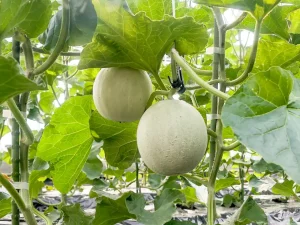 岡山県総社市のメロン生産者「剣持農園」を訪問しました