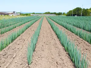 JA全農とっとり、琴浦町の白ネギ生産者『山影ファーム』を訪問しました。