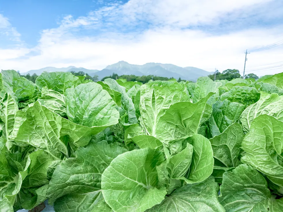 「高原野菜のふるさと」とよばれる南牧村の白菜