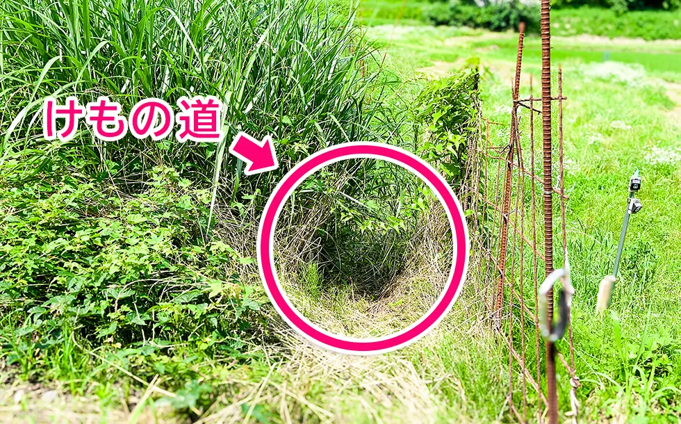 発見されたけもの道