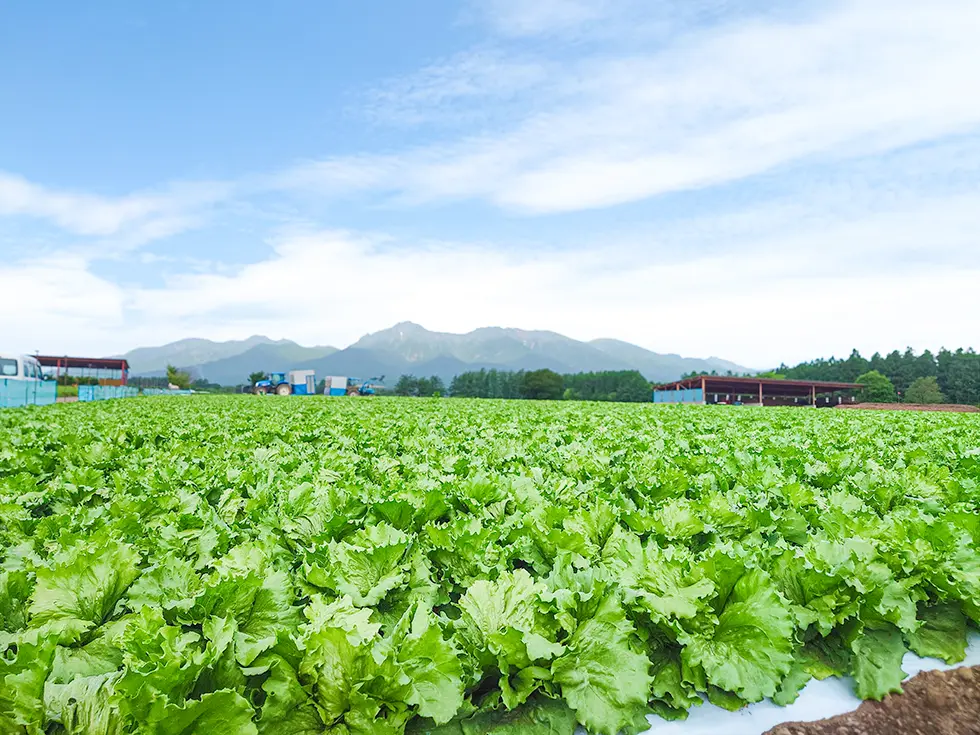 【カット野菜部・蔬菜部】レタスの商談、圃場視察のため長野県塩尻市、南牧村を訪問しました