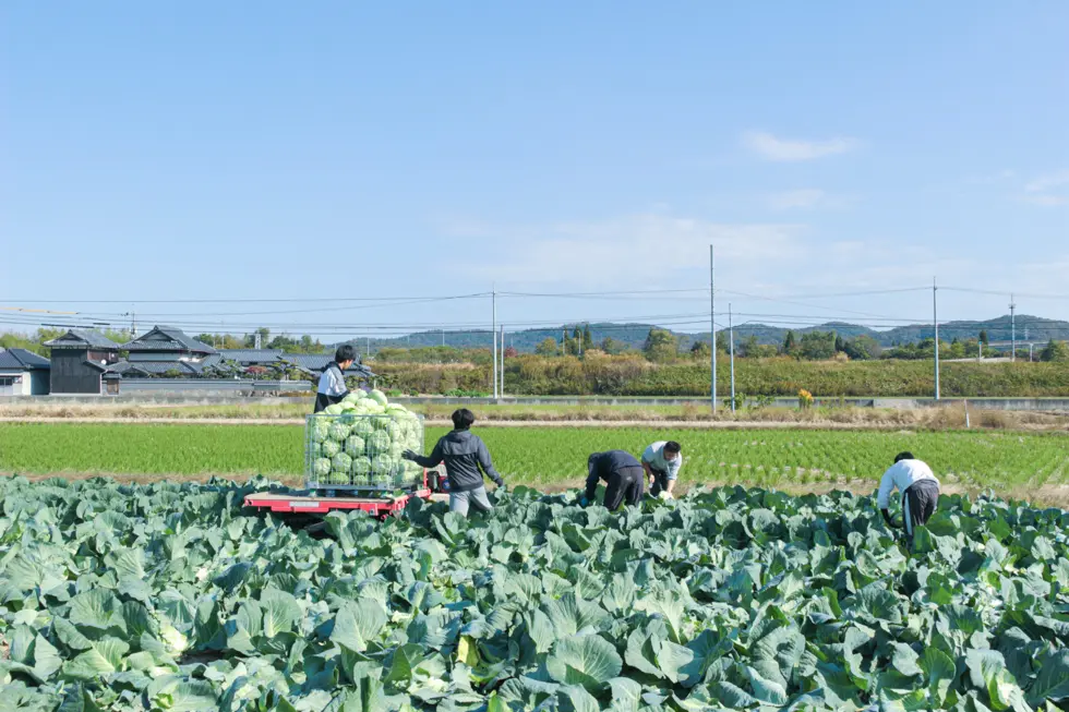 水田を有効活用した加工・業務用キャベツの栽培