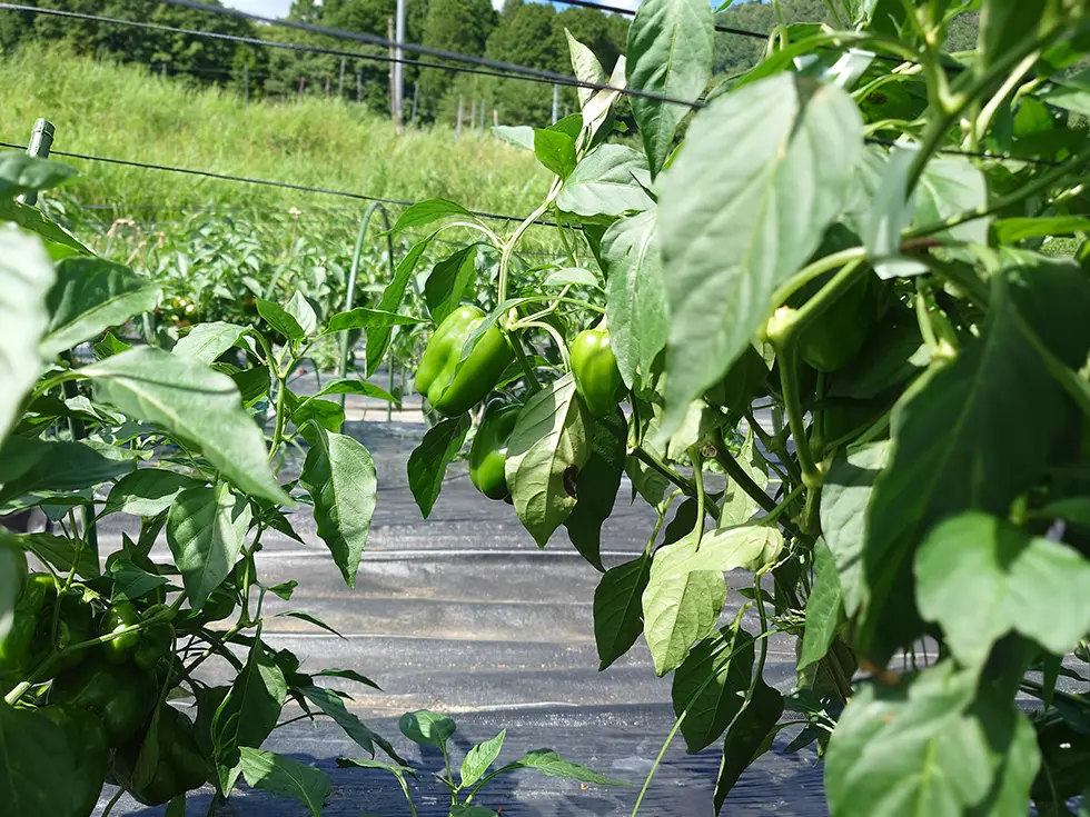 長なす、ピーマンの商談のためJAひろしま豊栄アグリセンターを訪問しました【カット野菜部】