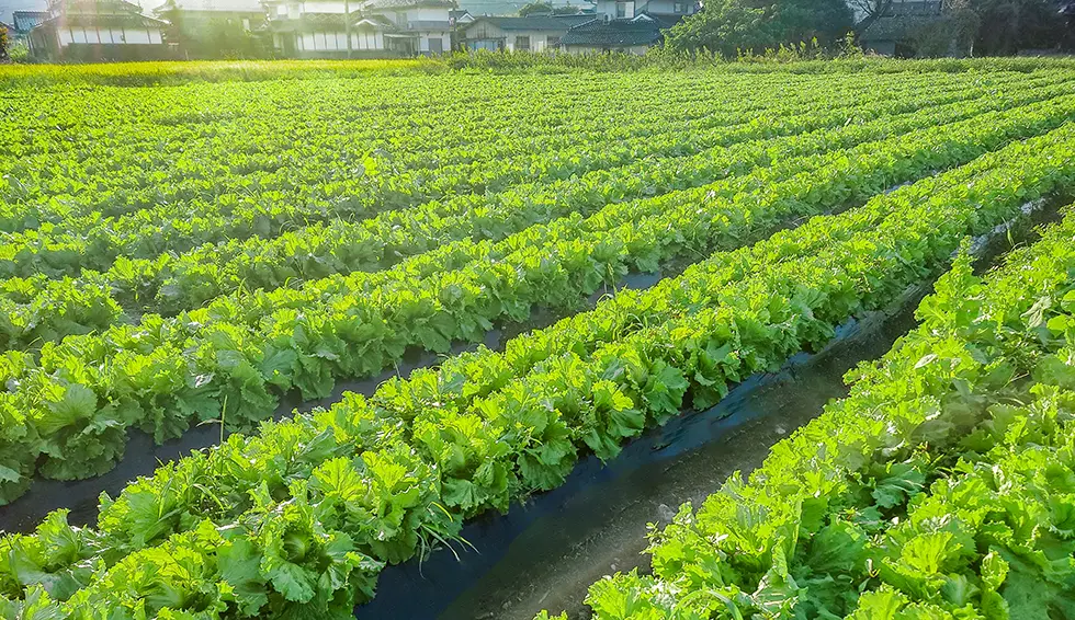 夕暮れのレタス圃場