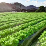 海斗商事津山加工場、レタス供給元の青空真庭を訪問しました