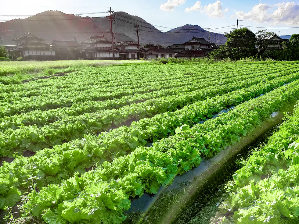 津山市の海斗商事、真庭市の青空真庭のレタス圃場を視察しました【カット野菜部・蔬菜部】