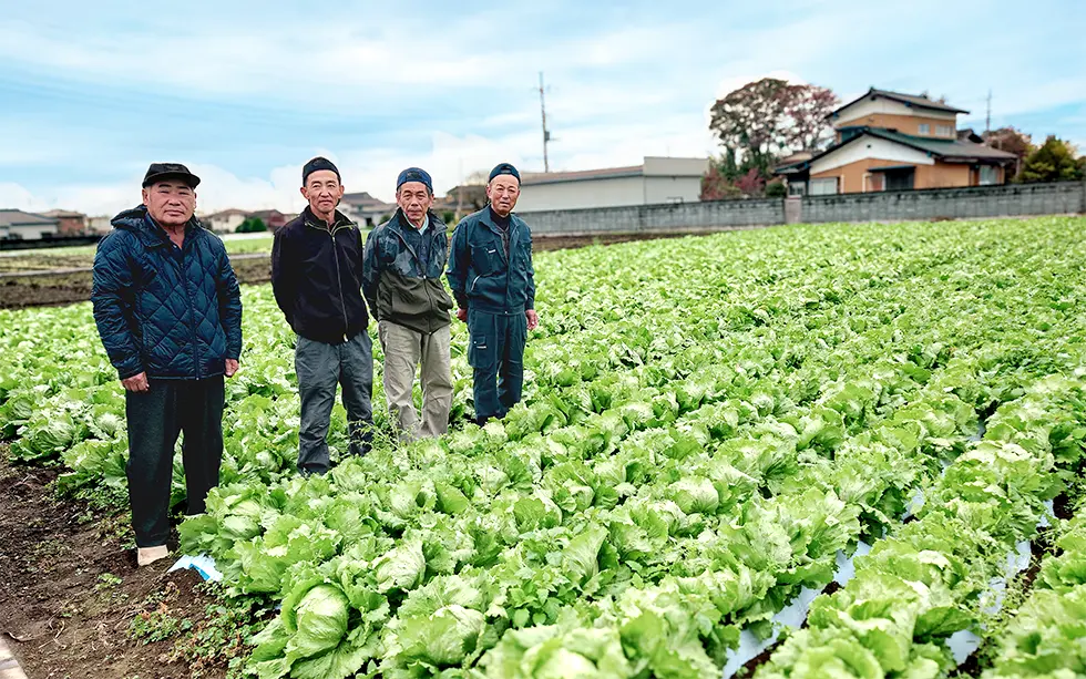 JA邑楽館林のレタス産地を訪問しました