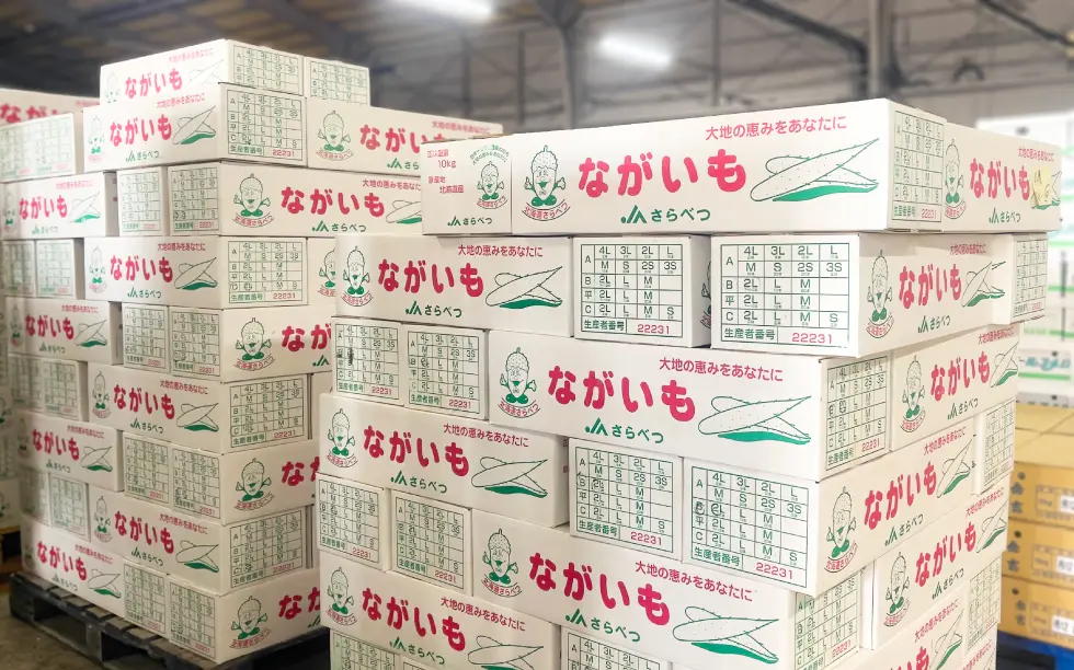 入荷したされべつ産の長芋