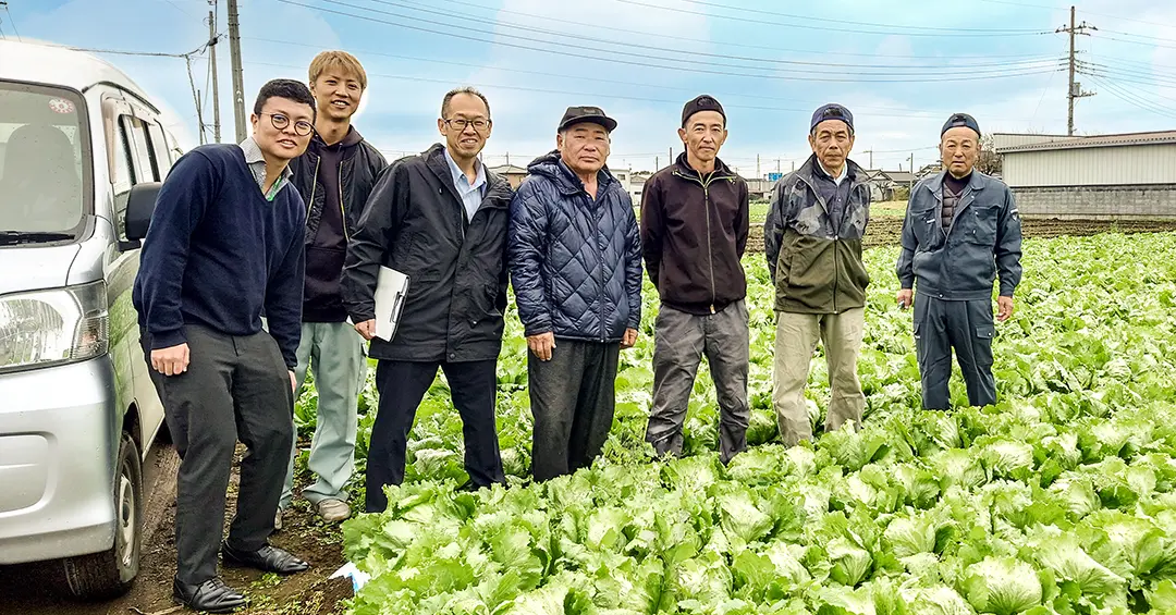 JA邑楽館林のレタス産地を訪問しました