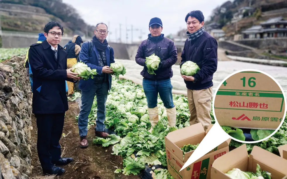 JA島原雲仙レタス圃場にて