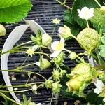 九州3地区（JAやつしろ・JA島原雲仙・JAみい）を商談・圃場視察のため訪問しました