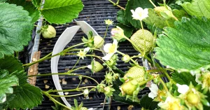 九州3地区(JAやつしろ・JA島原雲仙・JAみい)を商談・圃場視察のため訪問しました