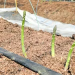 アスパラガス生産地、JA晴れの国岡山矢掛支所を訪問しました