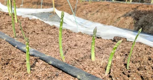 アスパラガス生産地、JA晴れの国岡山矢掛支所を訪問しました