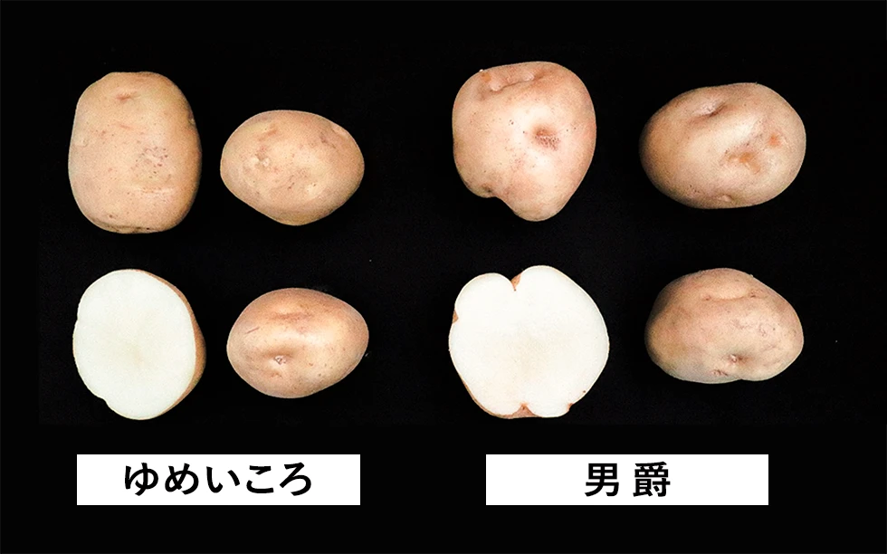 ゆめいころ、男爵比較