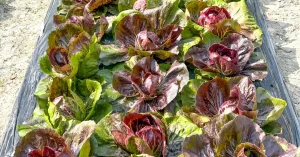 トレビスの商談のため、鴨方町のトレビス圃場を視察しました