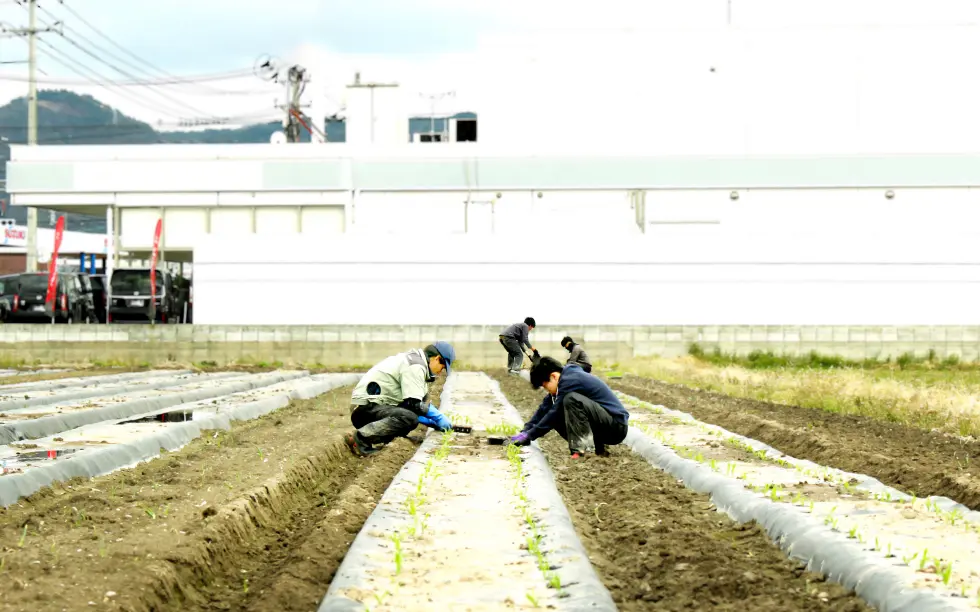 スイートコーン定植作業中