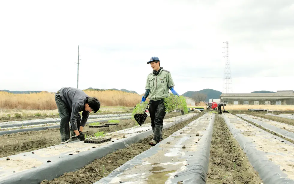 スイートコーン定植作業中