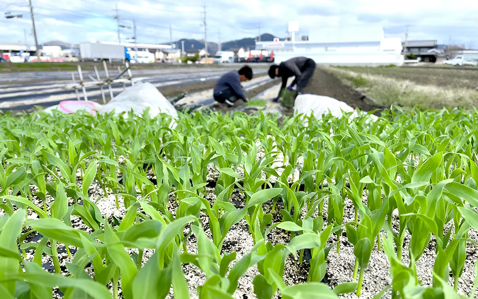 定植前の苗