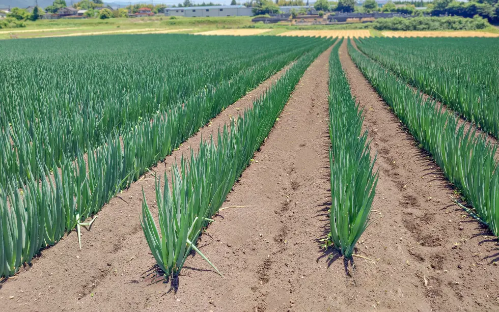 奈義町のネギ圃場